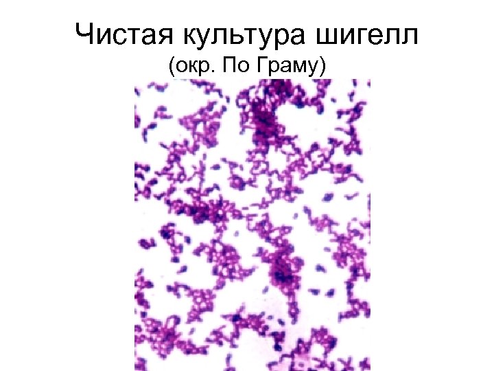 Чистая культура шигелл (окр. По Граму) 