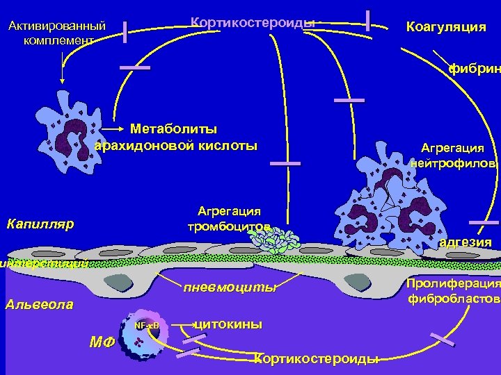 Кортикостероиды Активированный комплемент Коагуляция фибрин Метаболиты арахидоновой кислоты Агрегация нейтрофилов Агрегация тромбоцитов Капилляр aдгезия