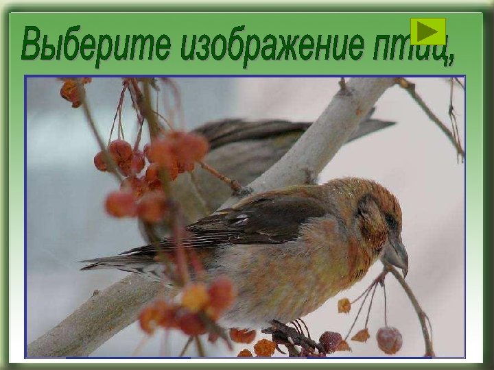 СИНИЧКИ КЛЕСТЫ СНЕГИРИ СВИРИСТЕЛИ 