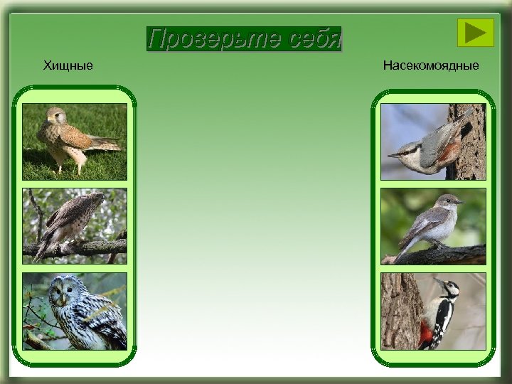 Хищные Насекомоядные 