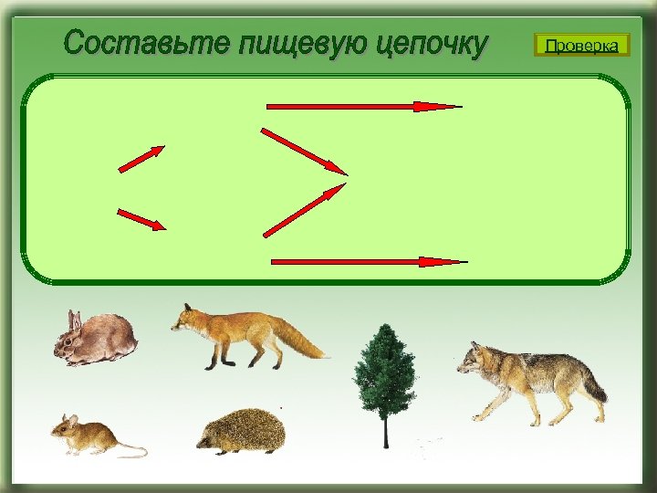 Цепь зайца. 5 Цепей питания. Цепь питания для детей. Пищевые Цепочки животных для детей подготовительной группы. Цепь питания хомяка.