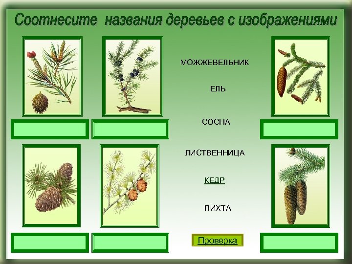 МОЖЖЕВЕЛЬНИК ЕЛЬ СОСНА ЛИСТВЕННИЦА КЕДР ПИХТА Проверка 