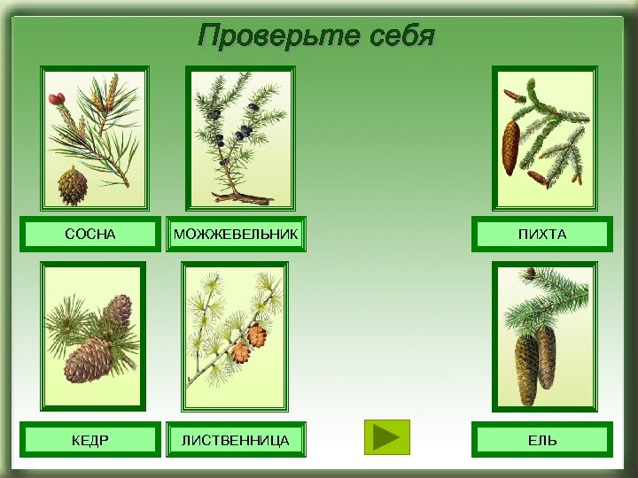 Хвойные растения ель можжевельник лиственница сосна