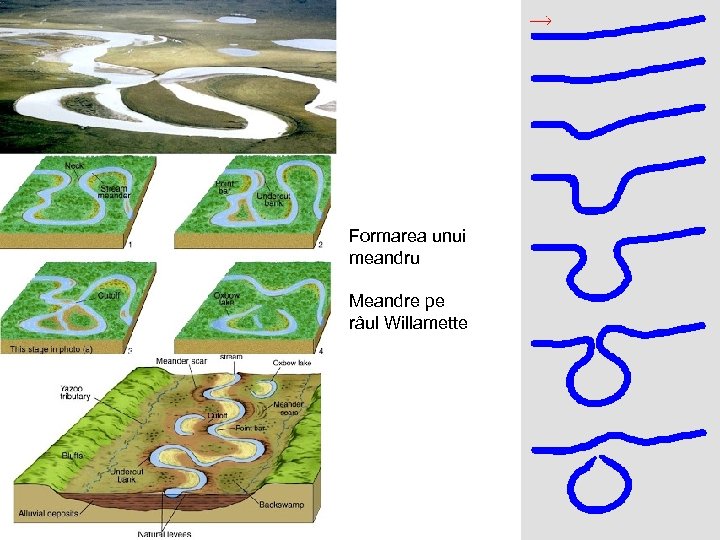 Formarea unui meandru Meandre pe râul Willamette 