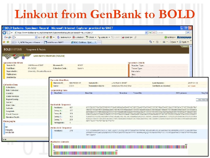 Linkout from Gen. Bank to BOLD NBII, 25 February 2009 