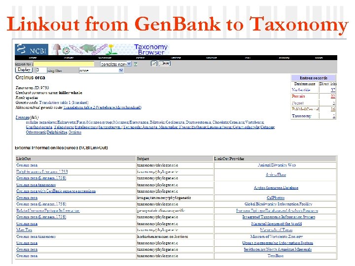 Linkout from Gen. Bank to Taxonomy NBII, 25 February 2009 