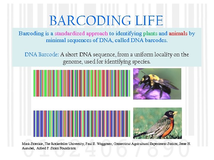 BARCODING LIFE Barcoding is a standardized approach to identifying plants and animals by minimal
