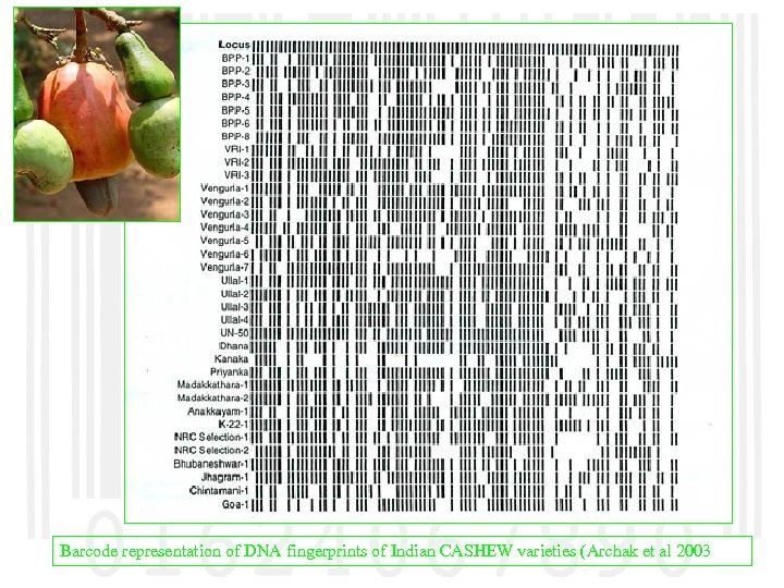 Barcode representation of DNA fingerprints of Indian CASHEW varieties (Archak et al 2003 