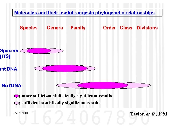 Molecules and their useful rangesin phylogenetic relationships Species Genera Family Order Class Divisions Spacers