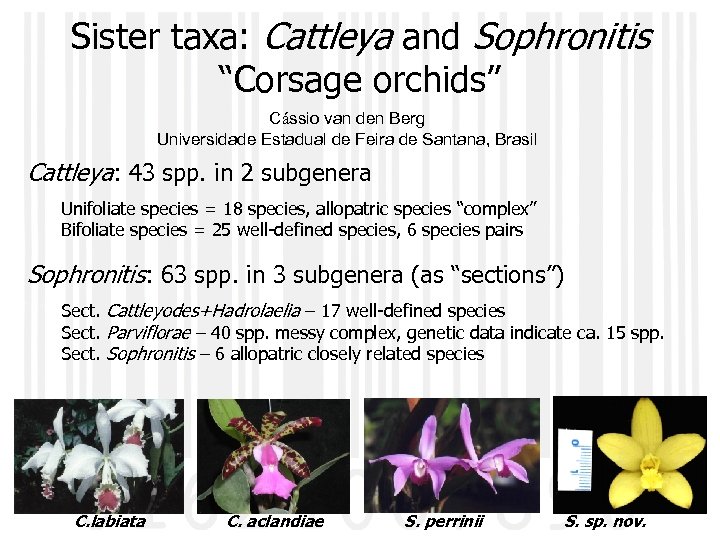 Sister taxa: Cattleya and Sophronitis “Corsage orchids” Cássio van den Berg Universidade Estadual de