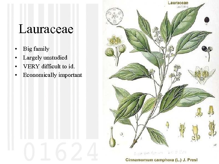 Lauraceae • • Big family Largely unstudied VERY difficult to id. Economically important 