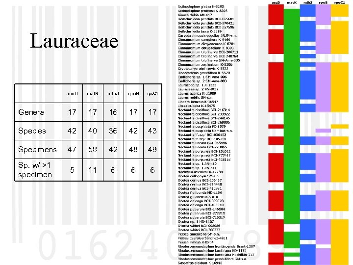 Lauraceae acc. D mat. K ndh. J rpo. B rpo. C 1 Genera 17
