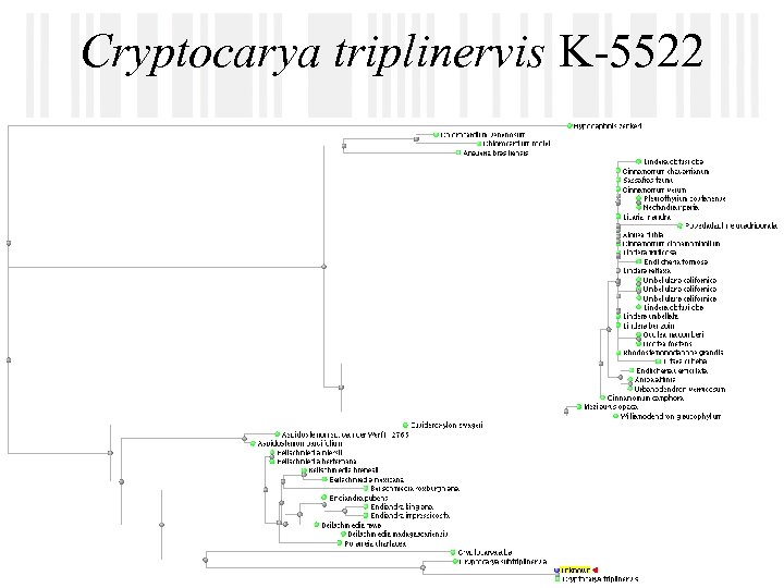 Cryptocarya triplinervis K-5522 