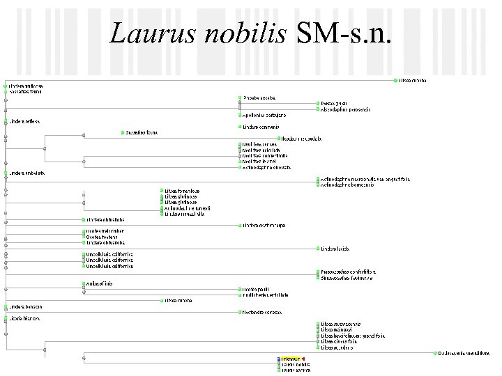 Laurus nobilis SM-s. n. 