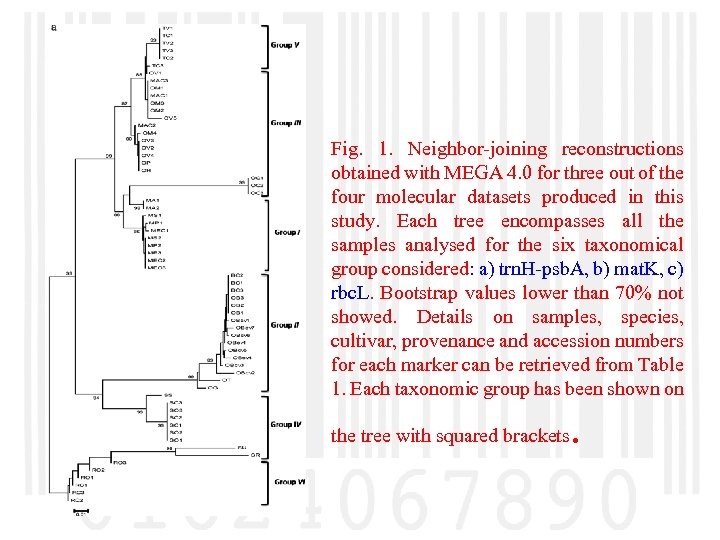 Fig. 1. Neighbor-joining reconstructions obtained with MEGA 4. 0 for three out of the