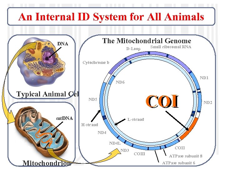 An Internal ID System for All Animals The Mitochondrial Genome DNA D-Loop Small ribosomal