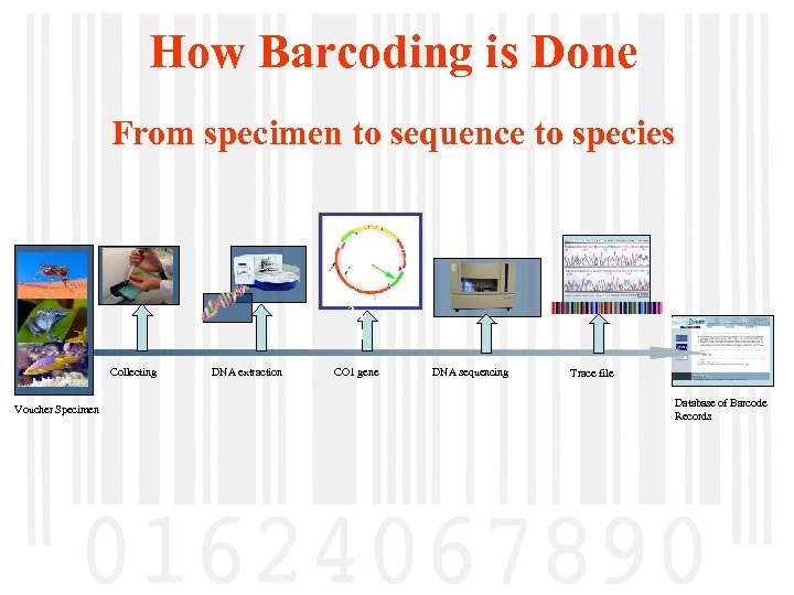 How Barcoding is Done From specimen to sequence to species C NO DI 3
