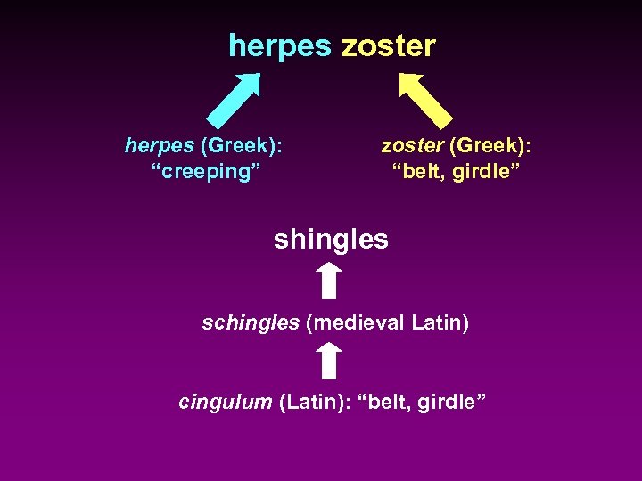 herpes zoster herpes (Greek): “creeping” zoster (Greek): “belt, girdle” shingles schingles (medieval Latin) cingulum