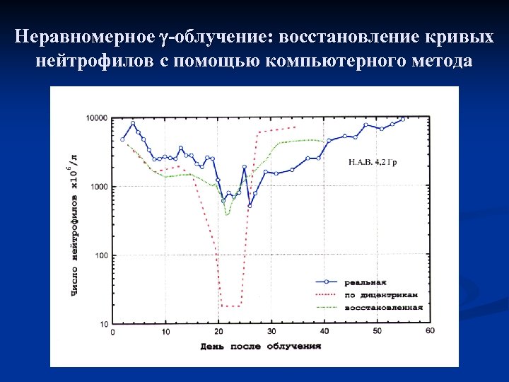 Неравномерное -облучение: восстановление кривых нейтрофилов с помощью компьютерного метода 