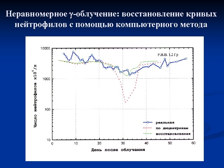 Неравномерное -облучение: восстановление кривых нейтрофилов с помощью компьютерного метода 