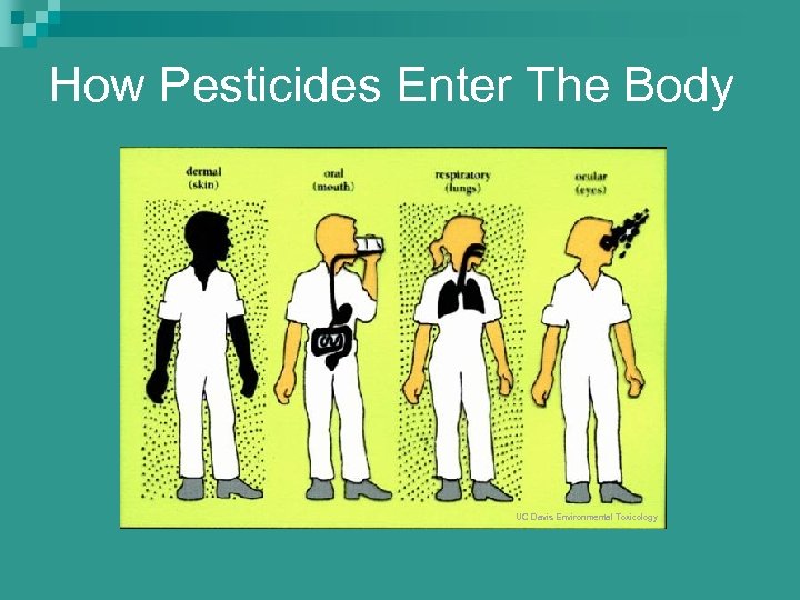 How Pesticides Enter The Body UC Davis Environmental Toxicology 