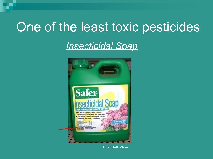 One of the least toxic pesticides Insecticidal Soap Photo by Baldo Villegas 