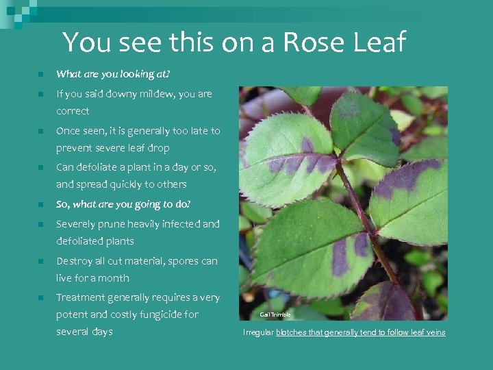 You see this on a Rose Leaf n What are you looking at? n