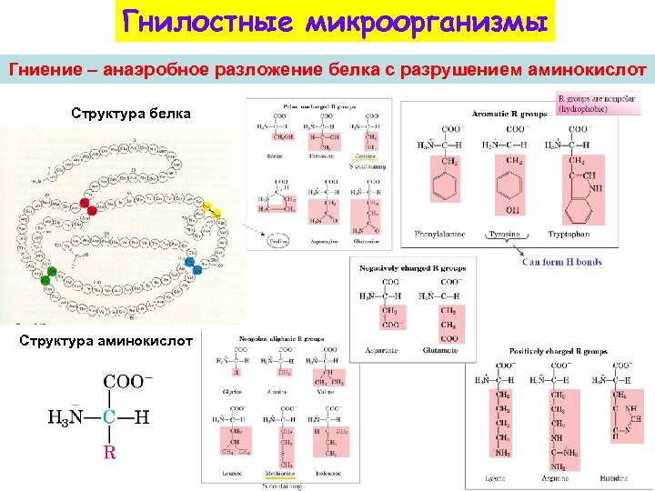 В состав белков входит аминокислот