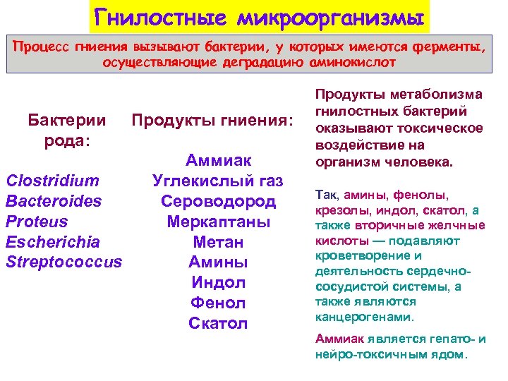 Гнилостные микроорганизмы Процесс гниения вызывают бактерии, у которых имеются ферменты, осуществляющие деградацию аминокислот Бактерии