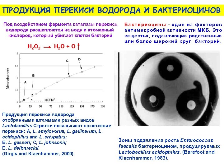 ПРОДУКЦИЯ ПЕРЕКИСИ ВОДОРОДА И БАКТЕРИОЦИНОВ Под воздействием фермента каталазы перекись водорода расщепляется на воду