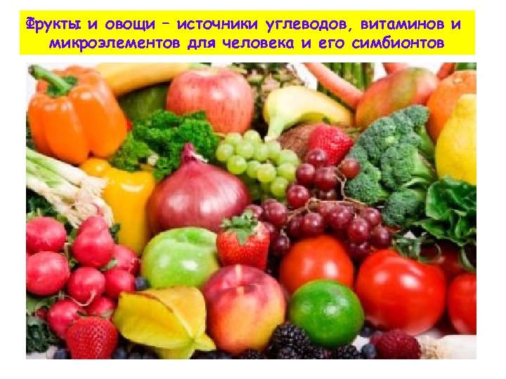 Фрукты и овощи – источники углеводов, витаминов и микроэлементов для человека и его симбионтов