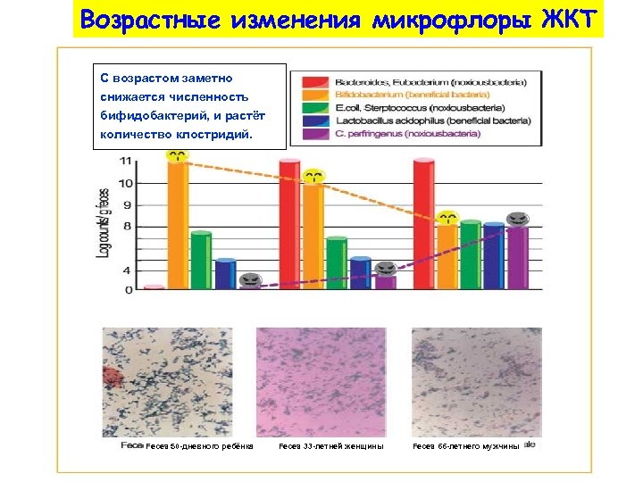 Возрастные изменения микрофлоры ЖКТ С возрастом заметно снижается численность бифидобактерий, и растёт количество клостридий.