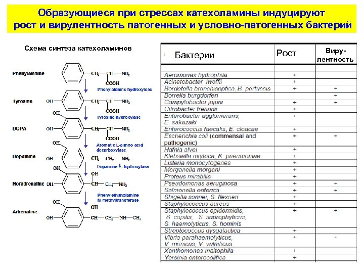 Схема синтезирующие бактерии