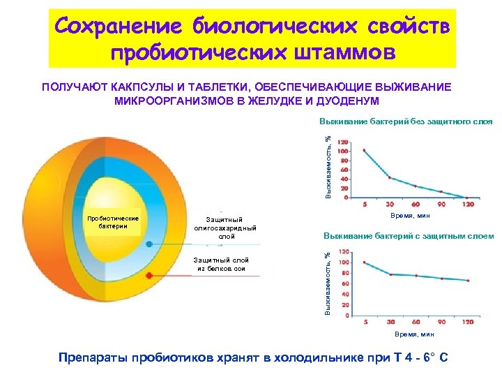 Cохранение биологических свойств пробиотических штаммов ПОЛУЧАЮТ КАКПСУЛЫ И ТАБЛЕТКИ, ОБЕСПЕЧИВАЮЩИЕ ВЫЖИВАНИЕ МИКРООРГАНИЗМОВ В ЖЕЛУДКЕ