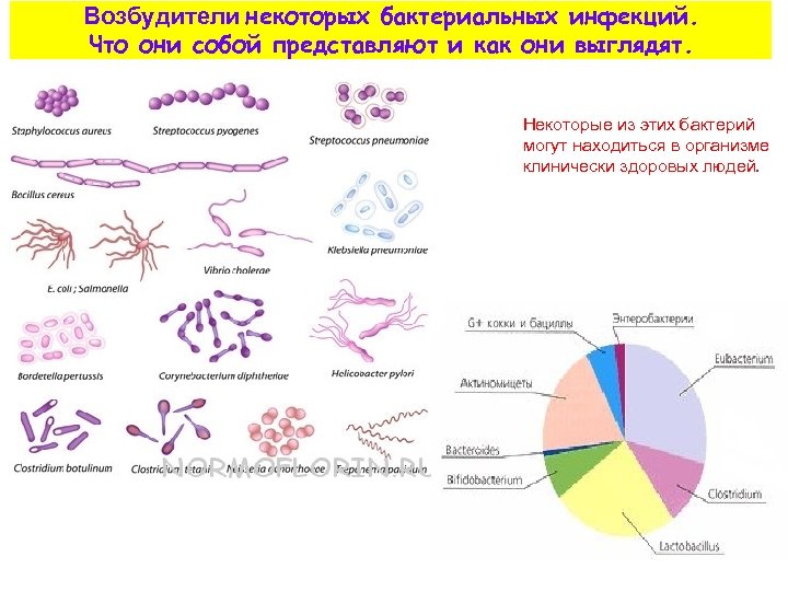 Возбудители кишечных инфекций микробиология презентация