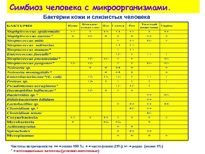 Симбиоз человека с микроорганизмами. Бактерии кожи и слизистых человека Частоты встречаемости: ++ = около