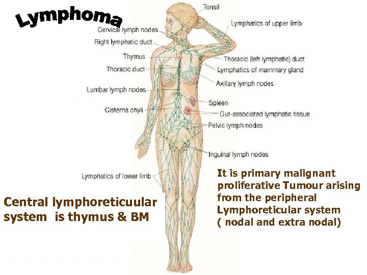 Central lymphoreticuular system is thymus & BM It is primary malignant proliferative Tumour arising