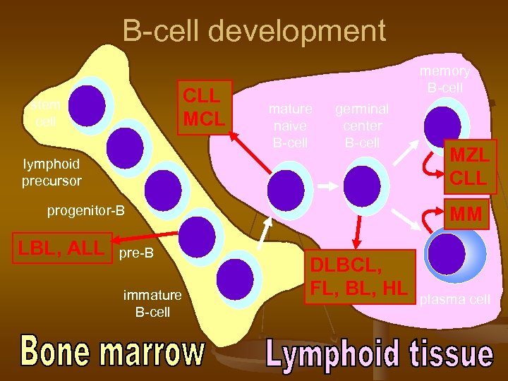 B-cell development CLL MCL stem cell memory B-cell mature naive B-cell germinal center B-cell