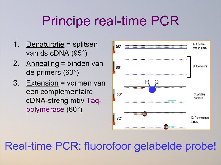 Principe real-time PCR 1. Denaturatie = splitsen van ds c. DNA (95°) 2. Annealing