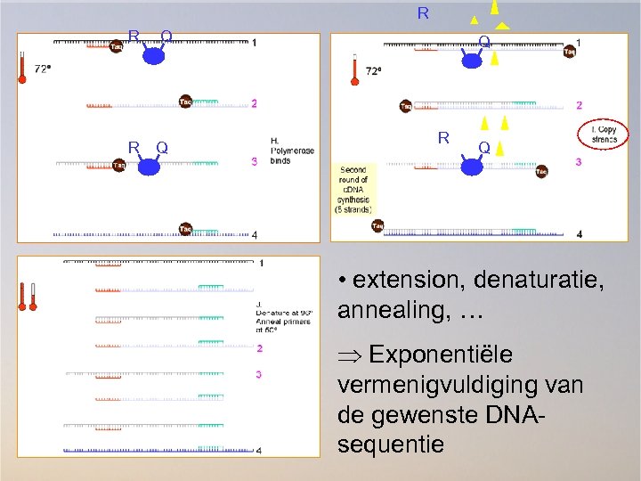 R R Q Q R Q • extension, denaturatie, annealing, … Þ Exponentiële vermenigvuldiging
