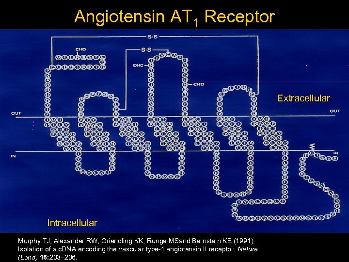 Angiotensin AT 1 Receptor Extracellular Intracellular Murphy TJ, Alexander RW, Griendling KK, Runge MSand