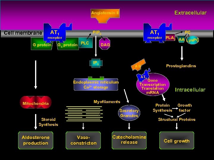 Extracellular Angiotensin II Cell membrane AT 1 receptor G protein AT 1 PIP 2