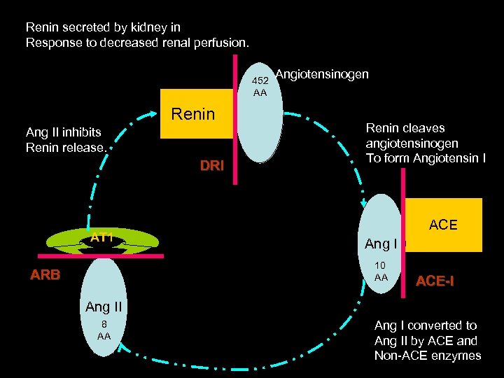 Renin secreted by kidney in Response to decreased renal perfusion. 452 AA Renin Ang