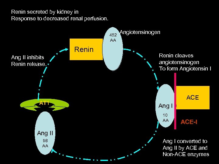Renin secreted by kidney in Response to decreased renal perfusion. 452 AA Renin Ang