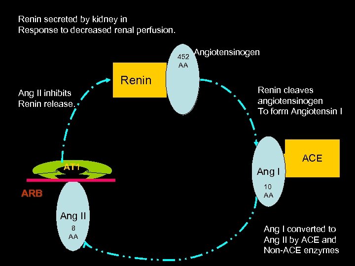 Renin secreted by kidney in Response to decreased renal perfusion. 452 AA Renin Ang