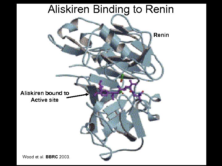 Aliskiren Binding to Renin Aliskiren bound to Active site Wood et al. BBRC 2003.