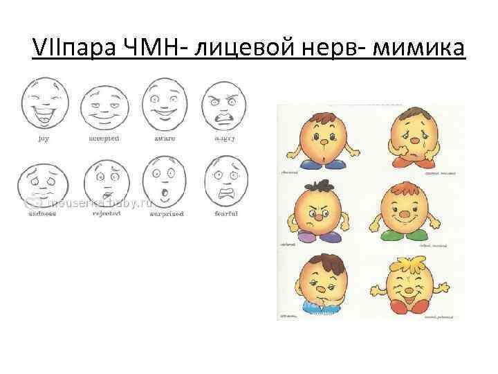 VIIпара ЧМН- лицевой нерв- мимика 
