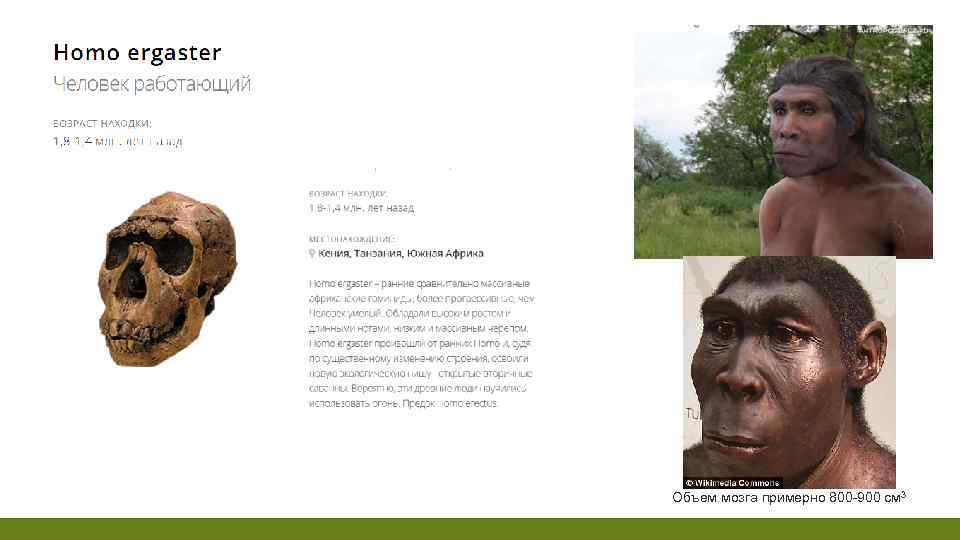 Объем мозга примерно 800 -900 см 3 