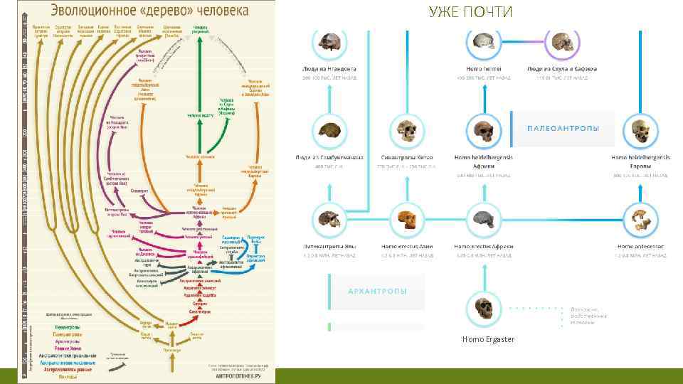 УЖЕ ПОЧТИ Homo Ergaster 