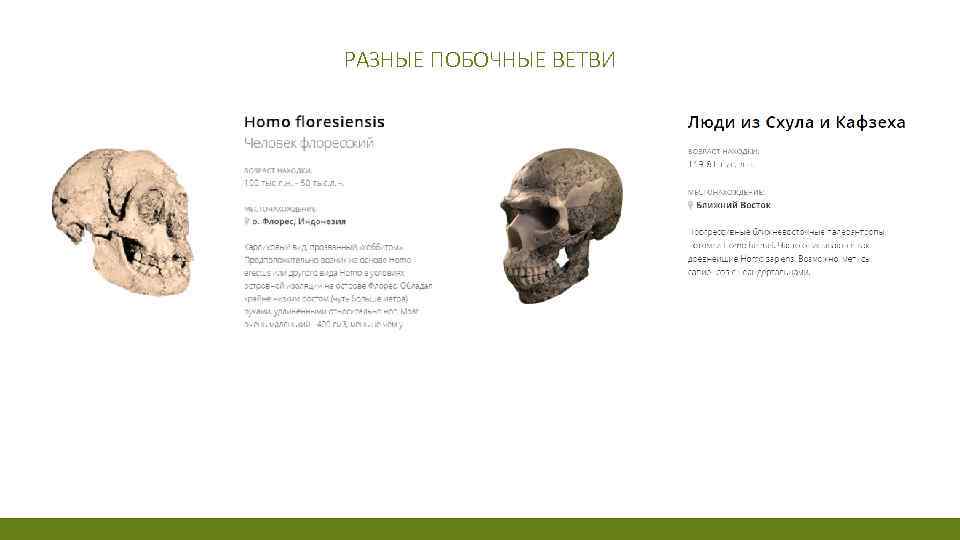 РАЗНЫЕ ПОБОЧНЫЕ ВЕТВИ 